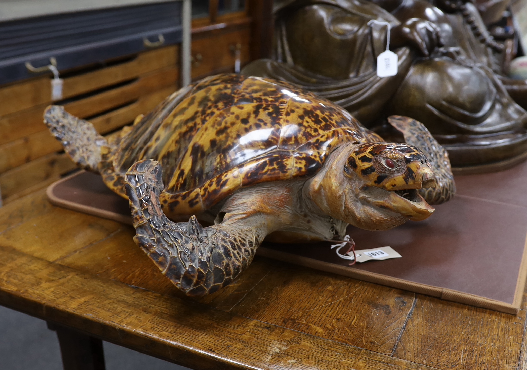 Taxidermy: Hawksbill Sea Turtle (Eretmochelys imbricata), caught in Bermuda circa 1932, full mount sea turtle in swimming motion, mother of pearl inset eyes, 74cm in length, Annex A, Appendix I (exempt)
